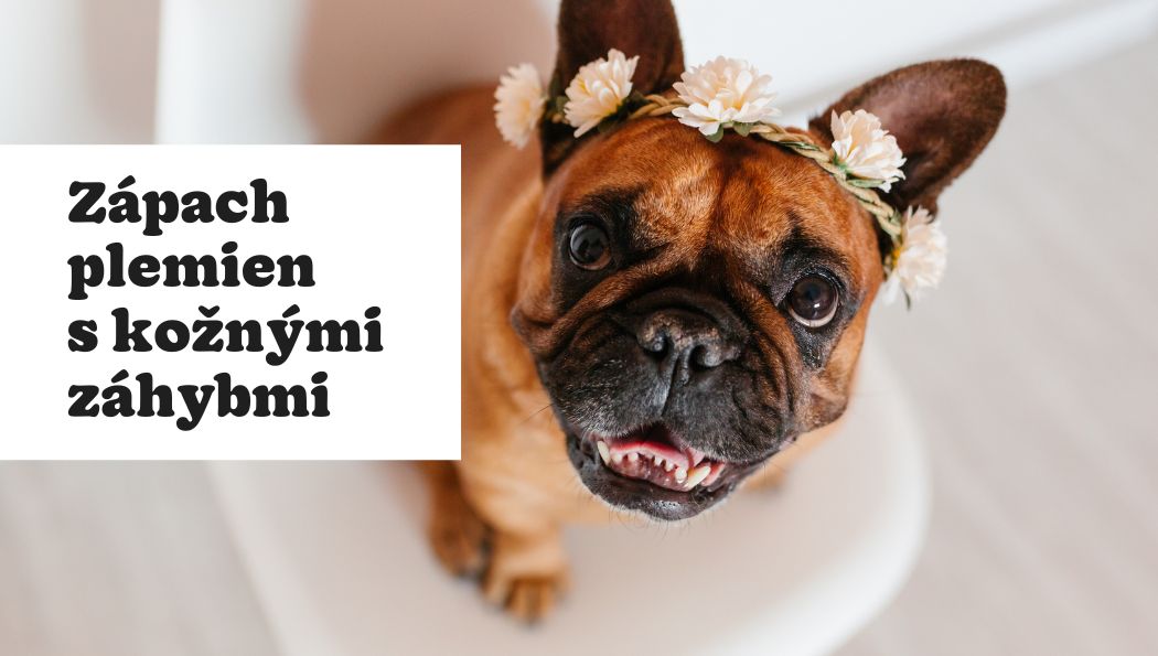 Návod ako odstrániť zápach zo psa a starostlivosť o psie vrásky