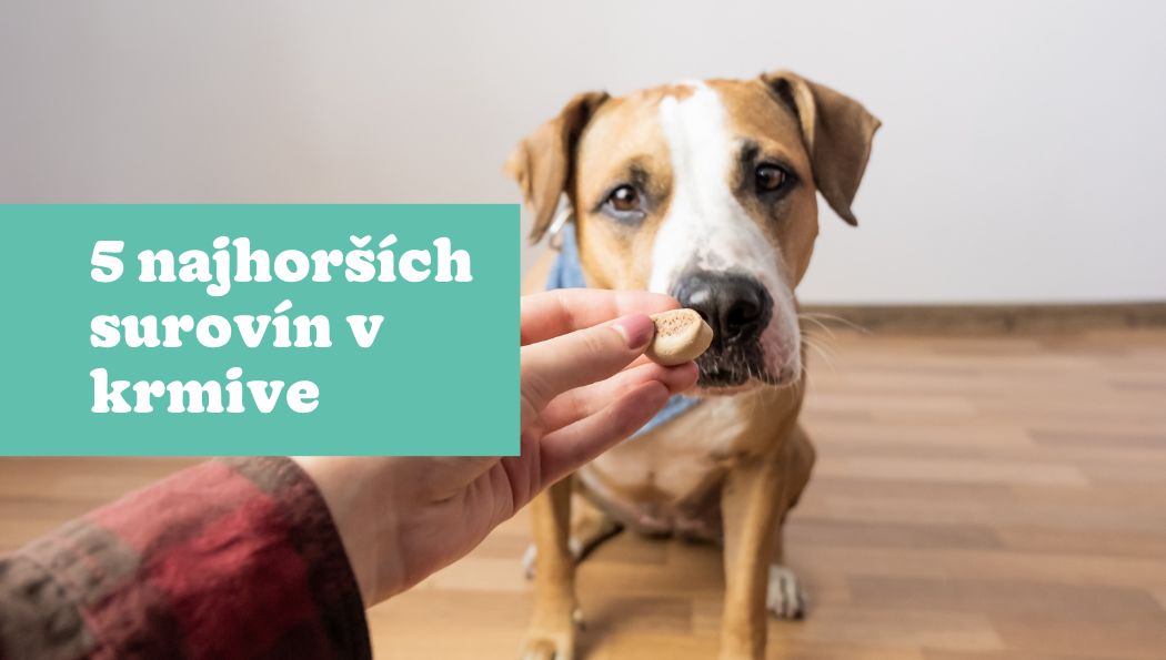 5 najhorších surovín, ktoré obsahujú lacné granule