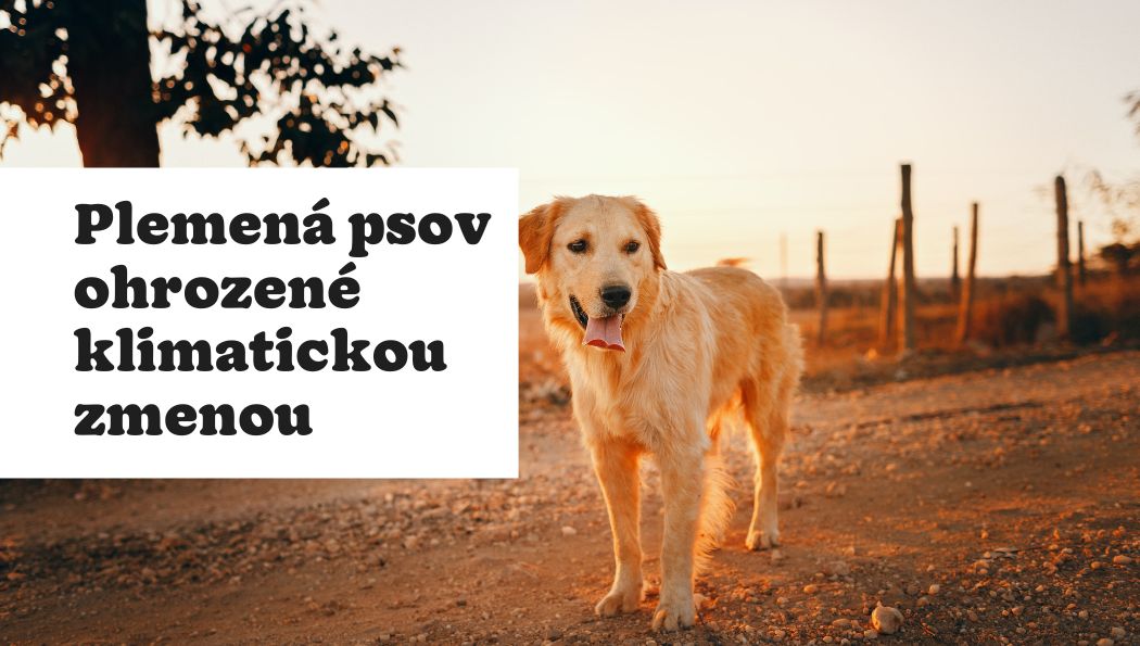 10 plemien psov, ktoré sú najviac ohrozené klimatickou zmenou
