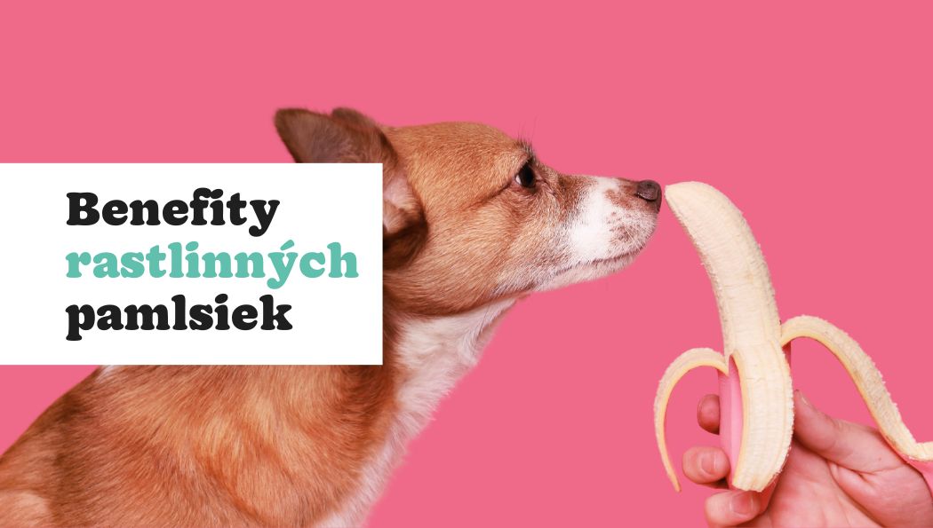 5 dôvodov, prečo by ste mali vášmu psovi ponúknuť rastlinné pamlsky