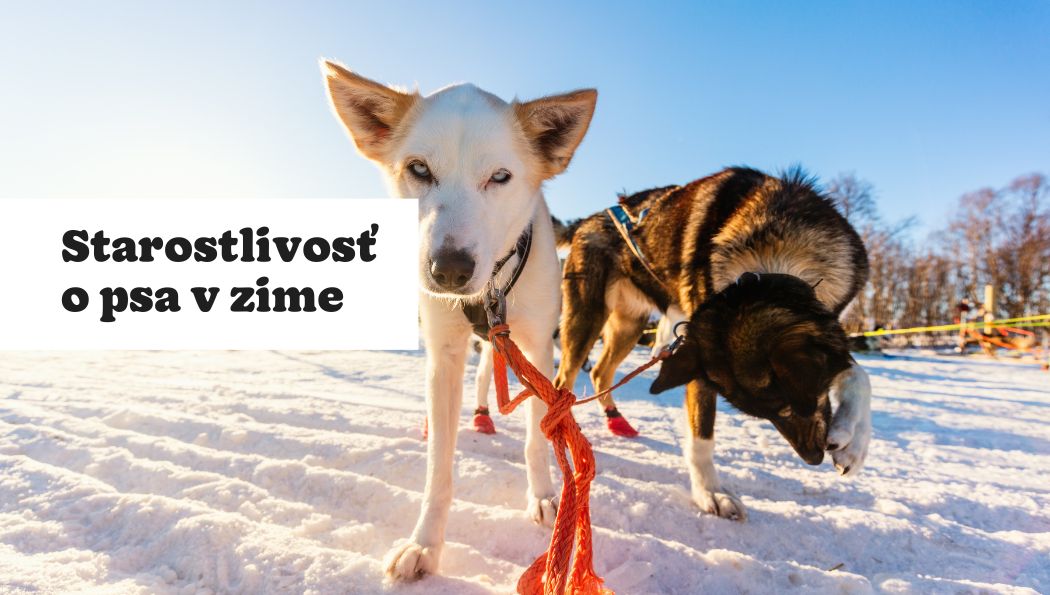 2 spôsoby, ako pripraviť svojho psa na chladné počasie