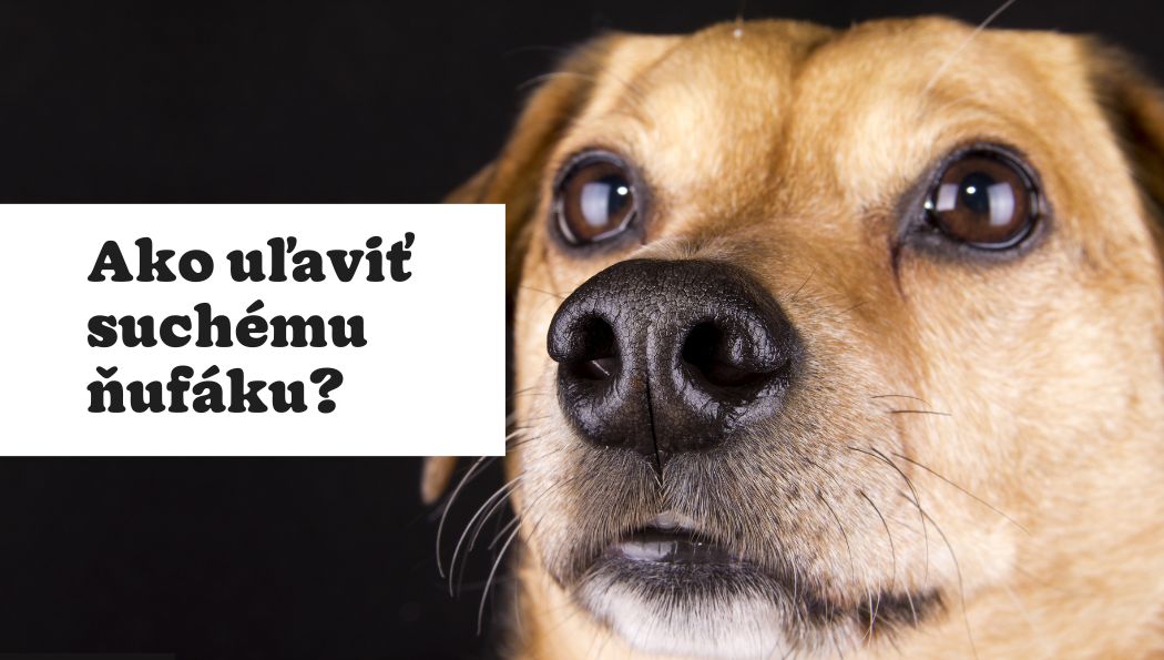 4 kroky ako uľaviť psovi, ktorého trápi suchý ňufák
