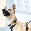 Zee.dog AirTag Holder na obojok pre psa - Gotham
