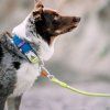 woolly wolf deep teal obojok 2