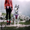 woolly wolf postroj mauve 5