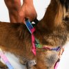 zeedog softerwalk postroj melted 2