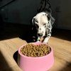 dog looking at beco steady bowl lifestyle 900x