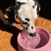 dog drinking from beco steady bowl lifestyle 900x