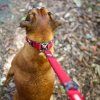 EZYDOG vodítko ZERO SHOCK LEASH - 120 cm červené